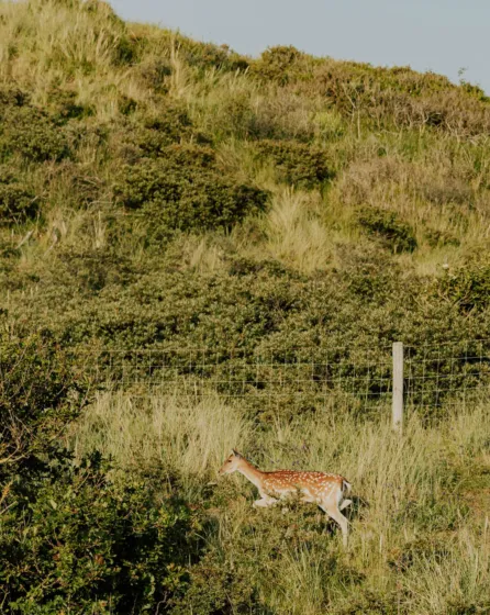 Zuid Kennemerland